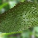 Is soursop an alternative to chemo